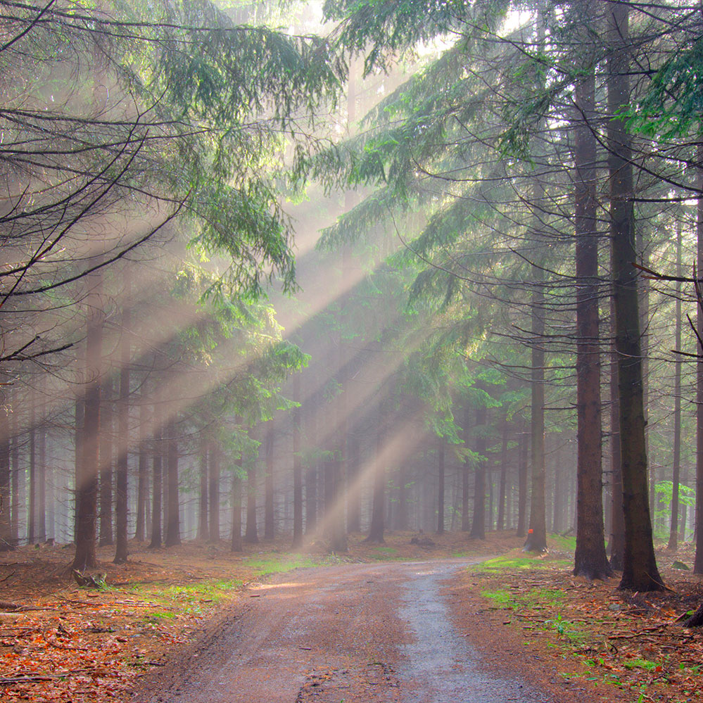 Beratung Nebliger Wald